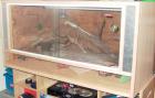 Terrarium 120cm B x 60cm H x 80cm T mit Bartagame w ca. 2 Jahre alt Euro 250 VB