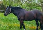 Verkaufe super lieben Welshcob-Wallach