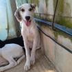 Linos sucht ein Zuhause