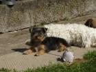 Yorkie Rüde Welpe
