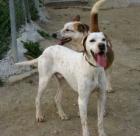 Lieber stattlicher Pointer sucht eine Familie