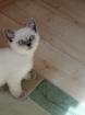 BKH-Kitten point und blau