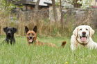 Hundepension und Hundeschule Georgia Greuter