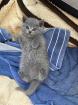 BKH Kitten in blau reinrassig