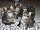 Supersüße Maine Coon Herzensbrecher suchen.