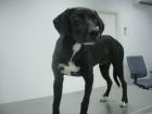 Suche liebevolle Pflege-/Endstelle für einen Labrador-Mix-Rüden
