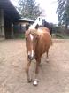 PFERDE PATEN DRINGEND GESUCHT