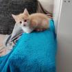 2 Zucker süße Kater aus unserem Wurf