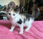 Rote Kater Glückskatze - stubenreine menschenbezogene Katzenbabys