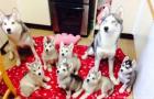 Unsere Siberian Husky Welpen sind da