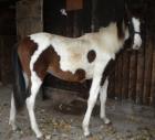 Paint Horse Mix - 2 5 Jahre -Wallach- in verantwortungsvolle Hände abzugeben