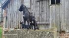 Saupackerwelpen Doggenmix Cane Corso Italiano