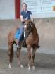Warmblutmix Wallach Stckm. 154 5