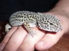 1. 0 Mack Snow Leopardgecko von 2022 abzugeben