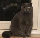BKH Scottish Fold Geschwisterpaar