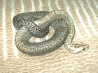 Verkaufe oder tausche Granit het Albino Tigerpython