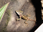 Japalura splendida Chinesische Bergagame