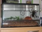Rotbeinvogelspinne Terrarium Zubehör
