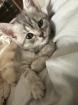 Britisch Kurzhaar Katzen
