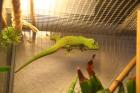 Phelsuma Mad. Grandis Madagaskar Taggecko DNZ 2022 günstig