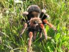 Biete Brachypelma baumgarteni selten
