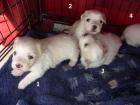 Coton de Tulear Welpen 4 Rüden geb. 28. 8. 2022