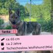 Tanka w 2 Jahre 65 cm Slowakei