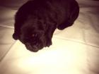 Labrador Retriever Mischlingswelpen zu verkaufen
