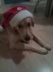 Golden Retriver absolut lieber Familienhund sucht neues liebevolles zuhause