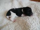 Jack Russel Welpen