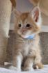 Maine Coon Kitten Katzenbaby Kätzchen Katze Kater Halle Saale Sachsen-Anhalt rot red-silver-tabby ge