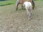 Haflinger Stute mit Hengstfohlen ohne Papiere