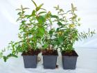 Bodendecker ab 0 89 Euro - Cotoneaster Vinca Pachysandra