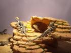 Zwergbartagamen Jungtiere Pogona Henrylawsoni
