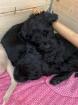 Cockapoo Cockerpoo Welpen