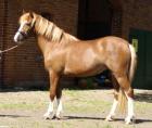 Wunderschöne walisische Ponys Pferde
