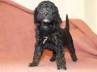 3 süße Kleinpudel Hündinnen Pudel in Brindle Black and Tan Fawn mit Weiß