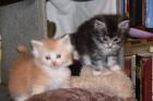 Maine Coon/ Sibirische Waldkatzenbabys