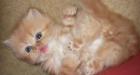 Perser Babys entwurmt und 2fach geimpft
