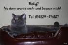 Verschmuster BKH Deckkater wartet auf d rollige Miezen