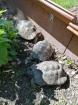 Gruppe mit 3 maurischen Schildkröten abzugeben 2 weibl. 1 männl.
