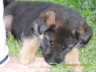 Schäferhundwelpen