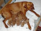 6 4 Magyar Vizsla Welpen aus jagdlicher Leistungszucht abzugeben
