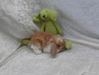 12 x ZUTRAULICHE ZWERGWIDDER-BABYS FRÜHKASTRATEN