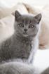 Wunderschöne BKH Kitten in der Farbe Blue Lilac