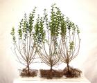 Ligusterhecke/Liguster 50-80cm groß Freilandware