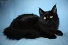 2 Typvolle Maine Coon Kater suchen