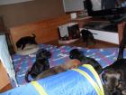Hurra unsere Welpen sind da
