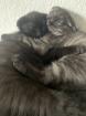 Perser/Scottish fold Mix