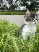 Unsere süßen Katzenbabys suchen ab Ende August ein neues Zuhause mit viel Auslauf